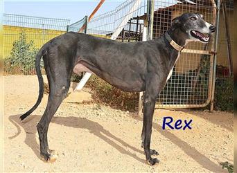 Rex 08/2019 (ESP) - aufgeschlossener, sozialer und angenehmer Galgo!