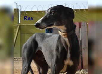 Rex 08/2019 (ESP) - aufgeschlossener, sozialer und angenehmer Galgo!