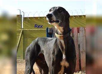 Rex 08/2019 (ESP) - aufgeschlossener, sozialer und angenehmer Galgo!