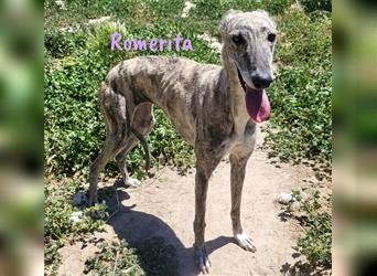 Romerita 05/2021 (ESP) -wunderschöne, sympathische Galga!