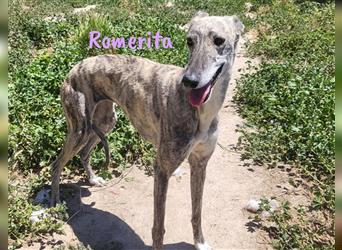 Romerita 05/2021 (ESP) -wunderschöne, sympathische Galga!