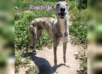 Romerita 05/2021 (ESP) -wunderschöne, sympathische Galga!