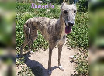 Romerita 05/2021 (ESP) -wunderschöne, sympathische Galga!