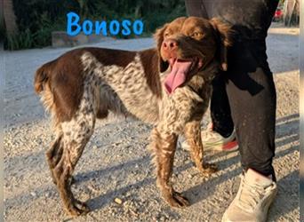 Bonoso 07/2023 (ESP) - anhänglicher und sportlicher Bretonischer Spaniel!