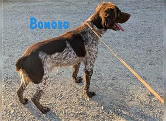 Bonoso 07/2023 (ESP) - anhänglicher und sportlicher Bretonischer Spaniel!