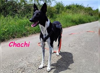 Chachi 11/2020 (in Deutschland) - neugierige und liebenswerte Podenco-Bodeguero Mix Hündin!