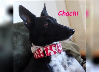 Chachi 11/2020 (in Deutschland) - neugierige und liebenswerte Podenco-Bodeguero Mix Hündin!