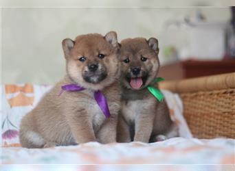 Shiba Inu Welpen