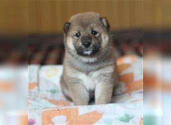 Shiba Inu Welpen