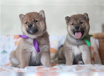 Shiba Inu Welpen