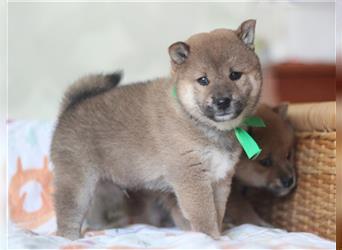 Shiba Inu Welpen