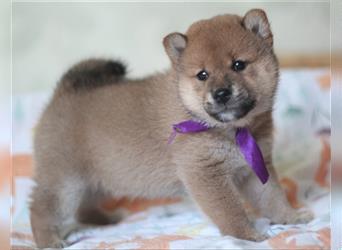 Shiba Inu Welpen