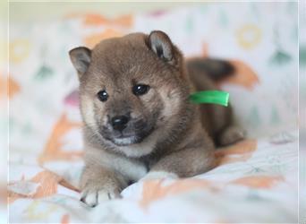 Shiba Inu Welpen