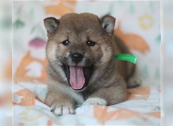 Shiba Inu Welpen