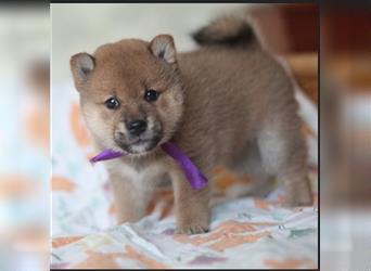 Shiba Inu Welpen