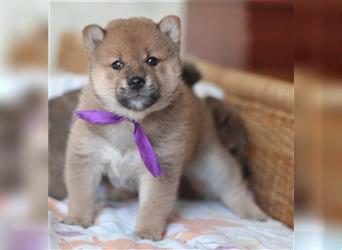 Shiba Inu Welpen