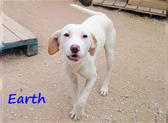 Earth 06/2023 (GRC) - bildhübscher, geselliger, freundlicher und sportlicher English Setter Mix!