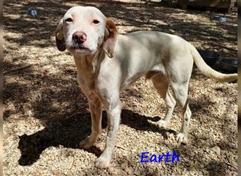 Earth 06/2023 (GRC) - bildhübscher, geselliger, freundlicher und sportlicher English Setter Mix!