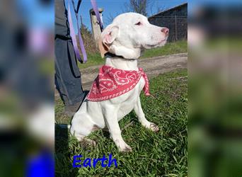 Earth 06/2023 (GRC) - bildhübscher, geselliger, freundlicher und sportlicher English Setter Mix!