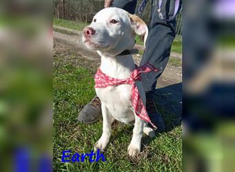 Earth 06/2023 (GRC) - bildhübscher, geselliger, freundlicher und sportlicher English Setter Mix!