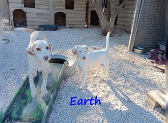 Earth 06/2023 (GRC) - bildhübscher, geselliger, freundlicher und sportlicher English Setter Mix!