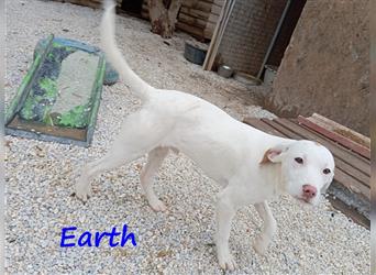 Earth 06/2023 (GRC) - bildhübscher, geselliger, freundlicher und sportlicher English Setter Mix!