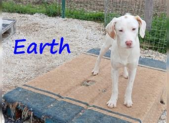 Earth 06/2023 (GRC) - bildhübscher, geselliger, freundlicher und sportlicher English Setter Mix!