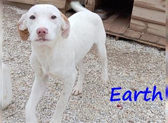 Earth 06/2023 (GRC) - bildhübscher, geselliger, freundlicher und sportlicher English Setter Mix!