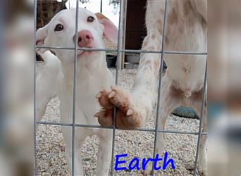 Earth 06/2023 (GRC) - bildhübscher, geselliger, freundlicher und sportlicher English Setter Mix!