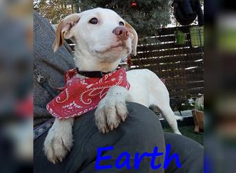 Earth 06/2023 (GRC) - bildhübscher, geselliger, freundlicher und sportlicher English Setter Mix!