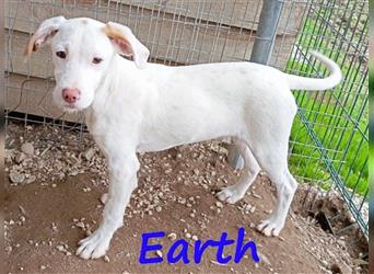 Earth 06/2023 (GRC) - bildhübscher, geselliger, freundlicher und sportlicher English Setter Mix!