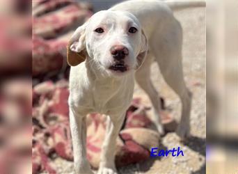 Earth 06/2023 (GRC) - bildhübscher, geselliger, freundlicher und sportlicher English Setter Mix!