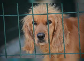 Lieber, gut verträglicher Cockerspaniel „Rudi“, ca. 2022 geboren