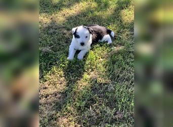 Wunderschöne Border Collie Welpen