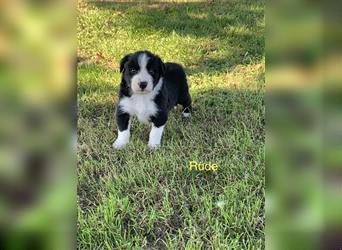 Wunderschöne Border Collie Welpen