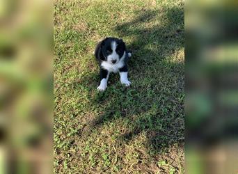 Wunderschöne Border Collie Welpen