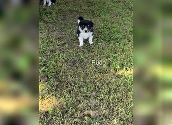 Wunderschöne Border Collie Welpen