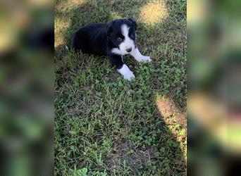 Wunderschöne Border Collie Welpen