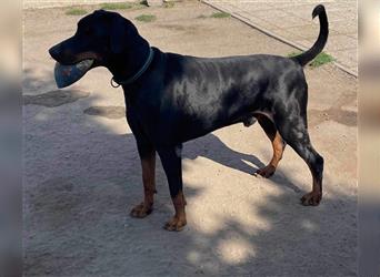 JASON stattlicher, sportl. Dobermannrüde sucht ....