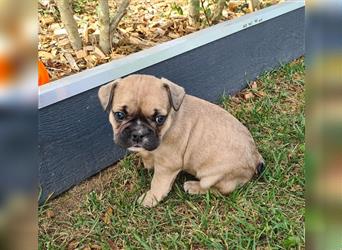 zuckersüße Französische Bulldoggen Welpen mit Ahnentafel