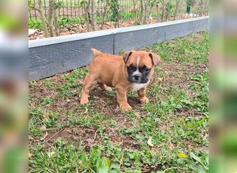 zuckersüße Französische Bulldoggen Welpen mit Ahnentafel