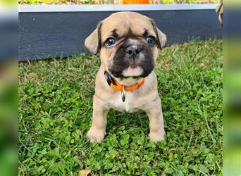 zuckersüße Französische Bulldoggen Welpen mit Ahnentafel