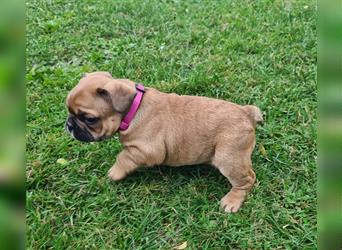 zuckersüße Französische Bulldoggen Welpen mit Ahnentafel