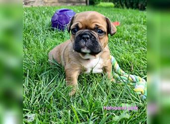 zuckersüße Französische Bulldoggen Welpen mit Ahnentafel