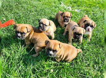 zuckersüße Französische Bulldoggen Welpen mit Ahnentafel