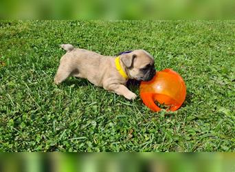 zuckersüße Französische Bulldoggen Welpen mit Ahnentafel