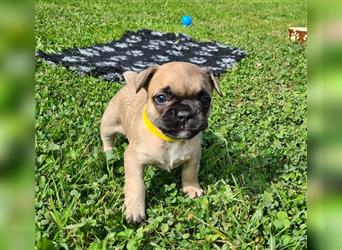 zuckersüße Französische Bulldoggen Welpen mit Ahnentafel