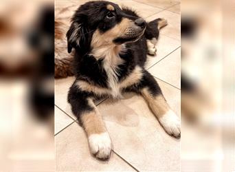 Welpen/ Golden Retriever-Collie-Australian Shepherd/Abgabebereit/Hündin/Rüde