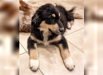 Welpen/ Golden Retriever-Collie-Australian Shepherd/Abgabebereit/Hündin/Rüde