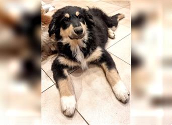 Welpen/ Golden Retriever-Collie-Australian Shepherd/Abgabebereit/Hündin/Rüde